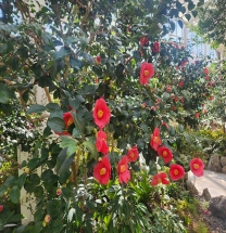 남해안까지 갈 필요 있나요? 여주 황학산수목원에 핀 '미리 온 봄' 남해안까지 갈 필요 있나요? 여주 황학산수목원에 핀 '미리 온 봄'