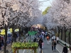제10회 여주흥천남한강벚꽃축제 43만명 방문, 역대 최고 성과 달성