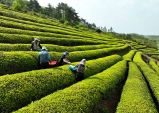 보성군, 곡우 맞아 햇차 수확 본격화