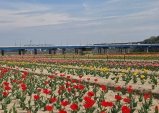 여주시민공원 아름다운 튤립, 주말 만개 기대