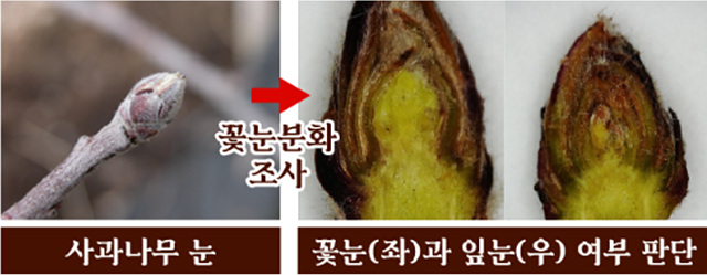04-1 꽃눈, 잎눈 구분법.jpg
