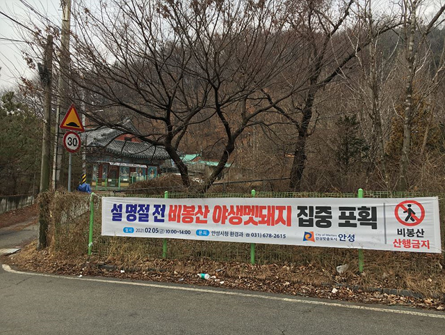 비봉산 야생멧돼지 포획활동.jpg