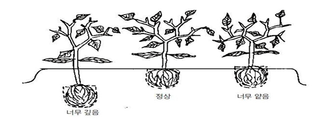 03-1 고추묘의 아주심기 적정 깊이 사진.jpg