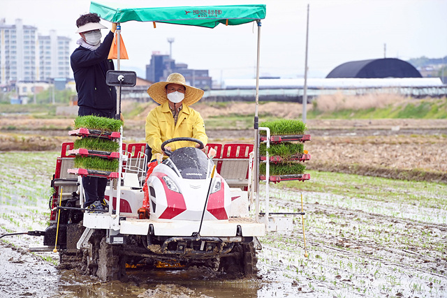 01-1 음성군 첫 모내기(조병옥 음성군수).jpg