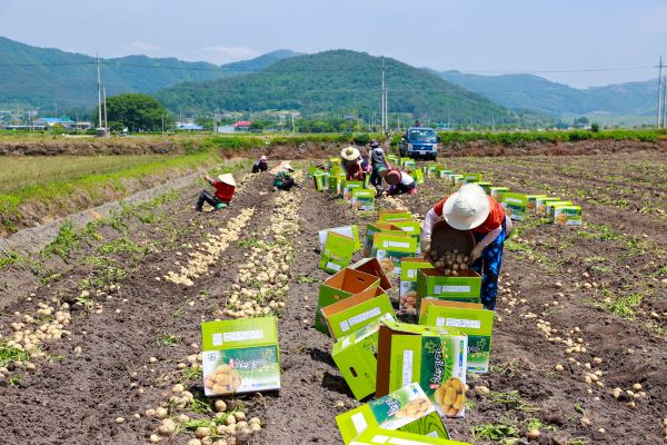 5월 13일, 해풍 맞아 영양만점… 보성 감자 나갑니다~- (1).JPG조정.JPG