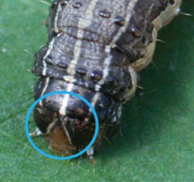 6. 열대거세미나방 예찰방제 철저 (1).jpg