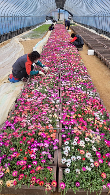 1-1.음성군, 도시경관 조성사업 녹색도시 만들기 앞장(꽃묘장 꽃묘 관리 모습).jpg