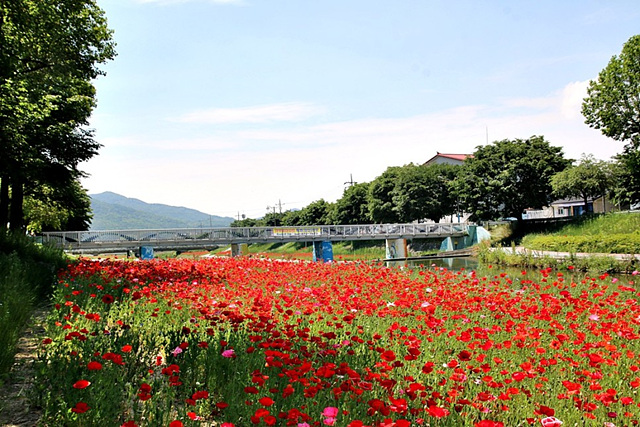 1-2.음성군, 도시경관 조성사업 녹색도시 만들기 앞장(꽃길 열린 음성천).jpg