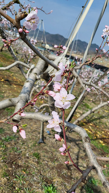 3. 음성군, 과수 개화기 저온 병해충 대응 만전(복숭아꽃).jpg