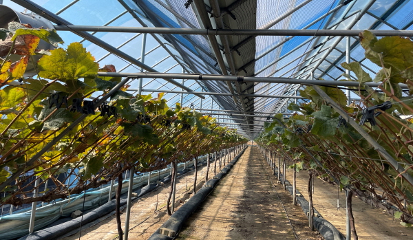 [크기변환]농업인 면세유 지원- 과수 시설하우스(장성-샤인머스켓).jpg