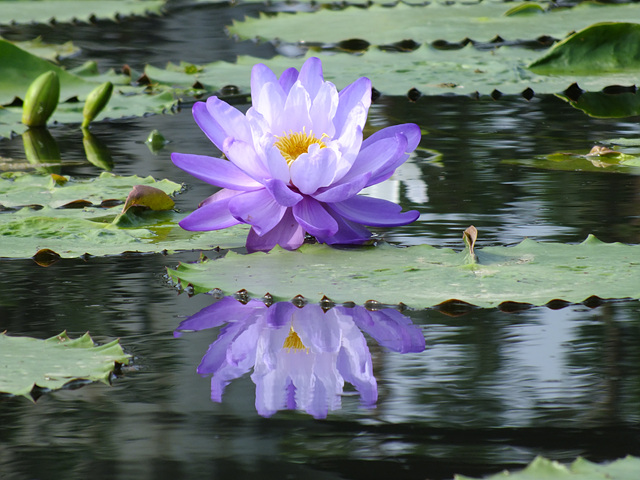 2-3. 수련문화제 호주수련.jpg