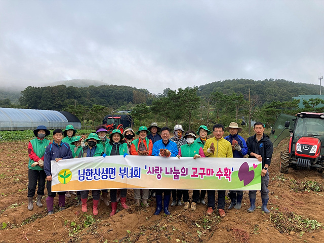 광주시 남한산성면 새마을부녀회, ‘사랑 나눔 고구마 수확’.jpg