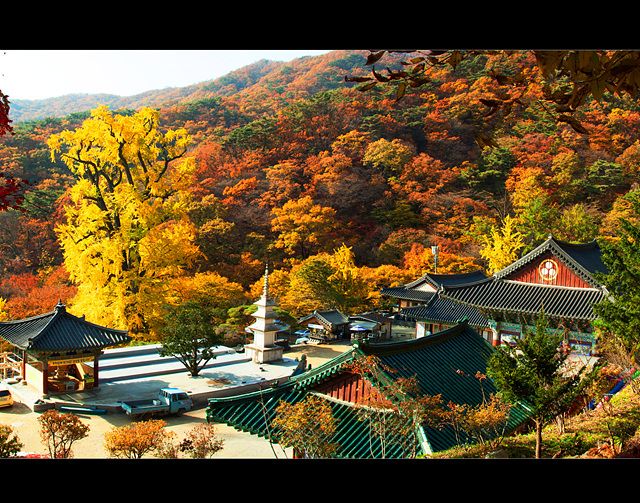 09 용문사.jpg