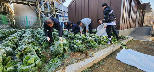 04 양평공사 배추 200포기 나눔.jpg