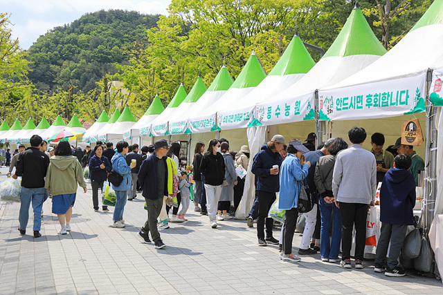 01 제13회 양평 용문산 산나물축제.jpg