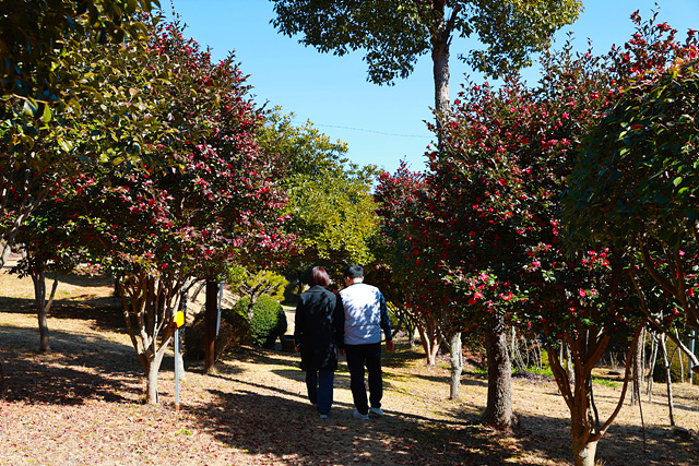1-1. 초암정원 내 애기동백이 만개한 모습. 방문객들이 꽃길을 거닐며 겨울 정취를 만끽하고 있다.jpg
