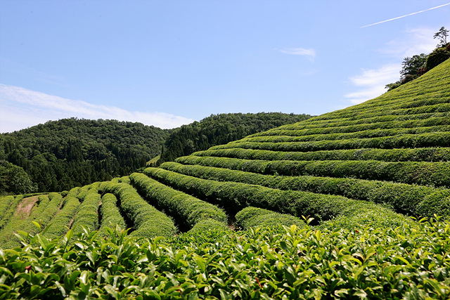 1-2. 보성군 ‘말차’로 젊음과 세계를 잇다! 보성다향대축제_ 보성의 차밭.jpg