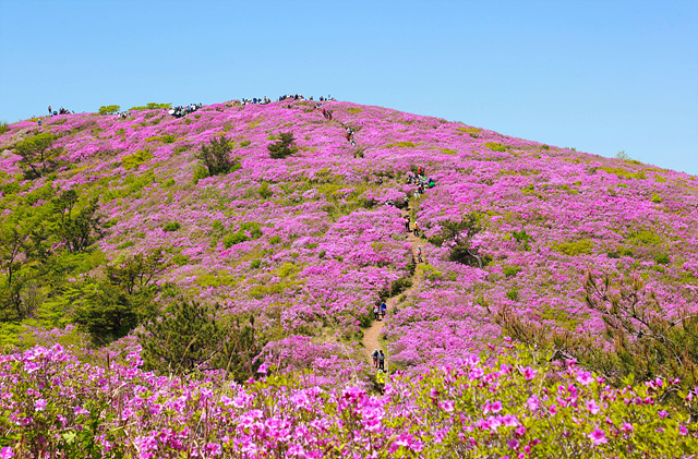 1-1. 보성군, 5월 2일 ~ 4일 제22회 일림산 철쭉문화행사 개최_전국 최대 규모 철쭉 군락이 장관을 이룰 예정이다.jpg
