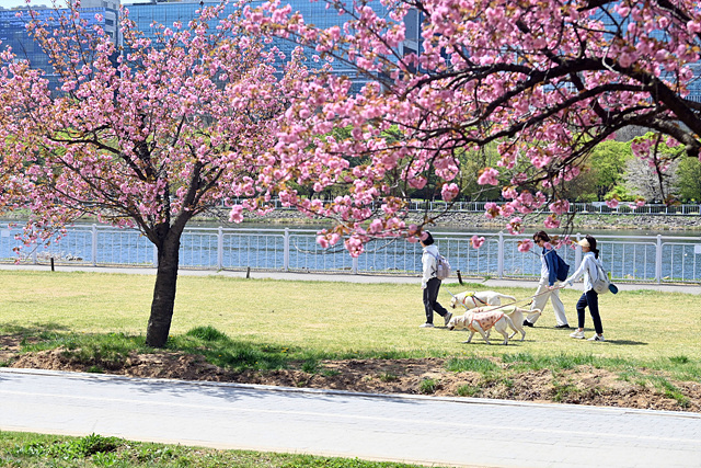 (사진1)벚꽃 엔딩은 예고편일 뿐, 겹벚꽃과 선율로 다시 피어나는 ‘하남의 로맨스’.jpg