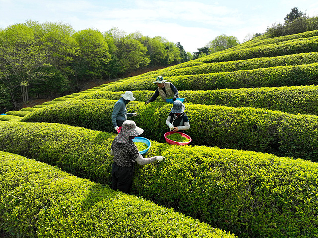 1-2.보성군, 곡우 맞아 햇차 수확 본격화_ 20일 곡우를 맞아 보성차밭에서 햇차 수확을 하고 있다.jpg