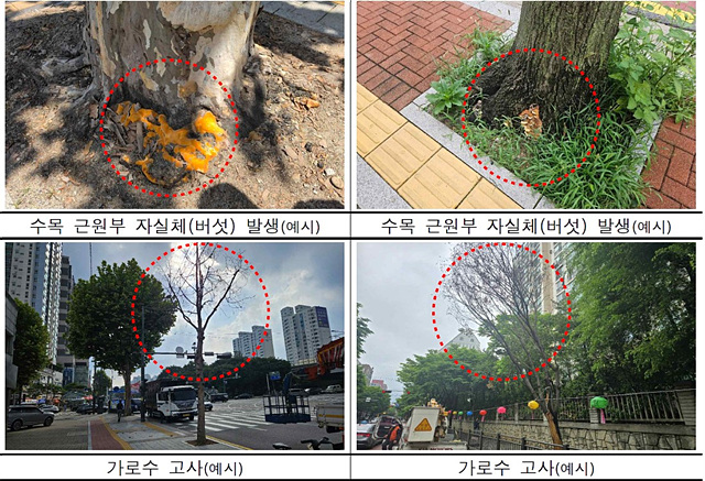 [노원구 참고사진04] 생육이 불량해 정비대상이 되는 수목 식별방법(예시).jpg