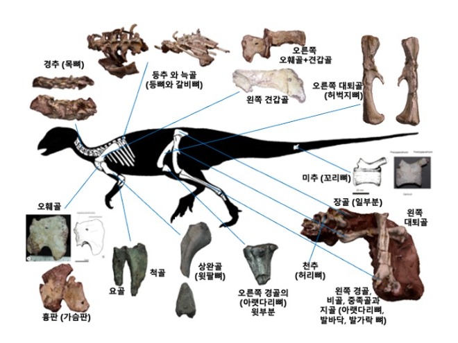 1-1. 보성서 발견된 한반도 최초 조각류 공룡 골격, 천연기념물 됐다!_보성 조각류 공룡 골격화석 골격도.jpg
